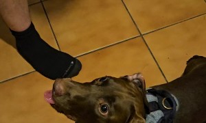 Pup's Ball Addiction Makes His Tongue Crazy