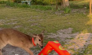 Deer Does Battle With Wacky Inflatable Tube Man