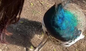 Wild Turkey Pecks Girls Eye