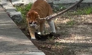 Little Kitty, Big Dawg