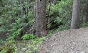 Cougar Watches Hiker On Garibaldi Lake Trail