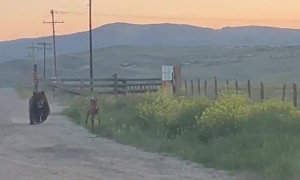 Mama Elk Chases Bear Chasing Her Calf
