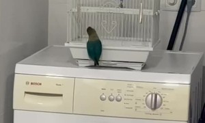 Lovebird Lets Herself Out Of Cage