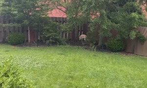 Only Responding to "Cake" From Now On