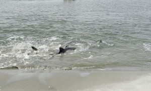 Dolphins' Strand Feeding Push Fish Bounty to Shore