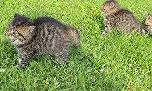 Spicy Little Warriors