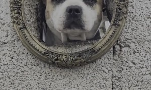 Dogs Peek Through Framed Hole in Wall