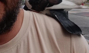Pigeon Lands on Man's Shoulder