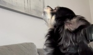 Sing Along With My Dog