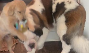 Happy for a Happy Meal