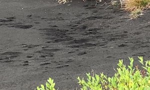 Fight Between Fox and Ground Squirrel