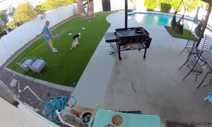 Accidental Dog Smackdown