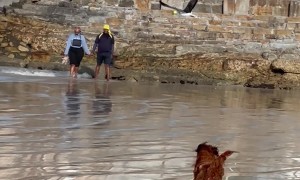 Gull Steals My Dog's Boll