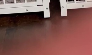 Love Birds Separated By Their Kennels