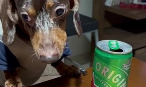 Growling Beer Security Activated