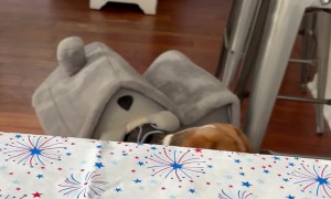 Beagle Gets Stuck In The Doghouse
