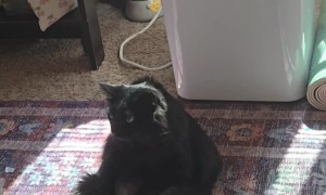 Black Cat Melts In Moment Of Air Conditioning