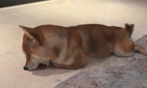 Funny Dog Licking Floor