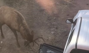 Bull Elk Shows Trash Can Who's Boss