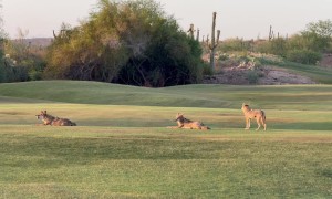 Coyotes on the Fairway