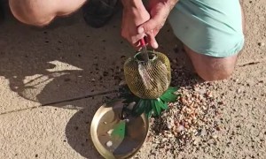 Helping a Bird Stuck in a Bird Feeder
