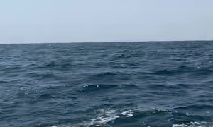 Jet Ski to Catalina Ride Upstaged by Breaching Humpback Whale