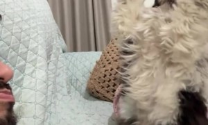 Puppy Asks Man to Play in a Cute Way