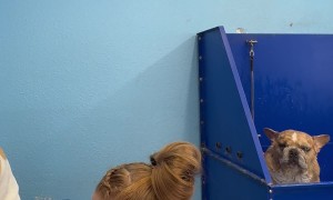 My Bestie’s Frenchie Was Feeling Talkative Today