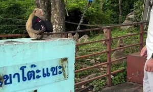 Monkey Looks Stylish In Stolen Ballcap