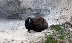 Bisons Having a Spa Day