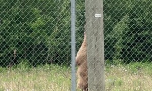 Older Black Bear Pins Younger Up Utility Pole