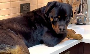 How Do I Explain to My Dog That This Isn't Normal?