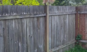 Peridot the Fence Walker