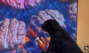 Burger On Screen Confuses Hungry Rottweiler