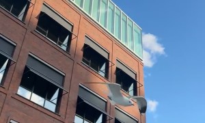 Seagull Attacks Little Aussie