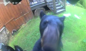 Beer Investigates Bird Feeder  Camera
