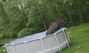 Moose Cools Off In Backyard Pool