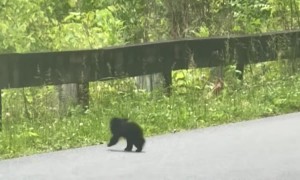 This Baby Bear Was So Small You Would Think It Was Just Born