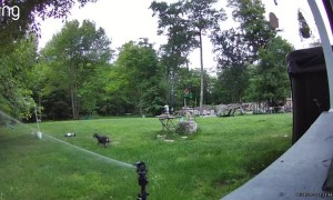 Sprinkler Helps Dog Defend Backyard From Black Bear