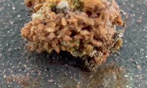 Green Lacewing Larvae Mistaken For Spider