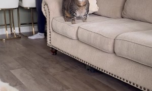 Chonky Cat Gets Shoulder Carriage Ride To Couch