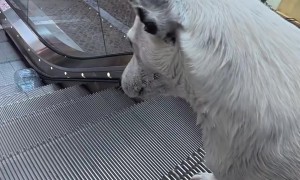 Dog Carries Plastic Bottle Through Mall