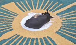 Dog Sleeping in the Center of Eucharist Salt Carpet