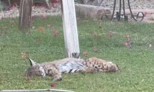 Bobcat in Arizona Backyard