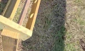 Eight Orphaned Fawns