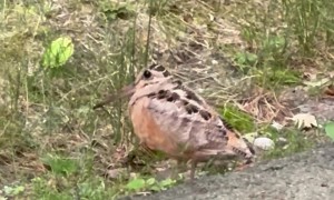 Dancing Woodcock at the Quabbin Reservoir in Massachusetts