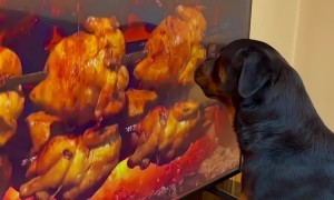 Rottweiler Tries to Lick TV Chicken