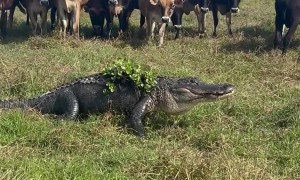 Cows Meeting a Neighborhood Gator