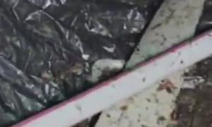 Rescuing Baby Opossum From Home Vent