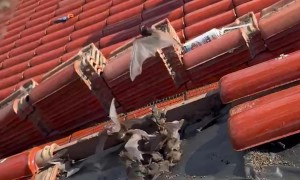 Hundreds of Bats Removed From Beach House